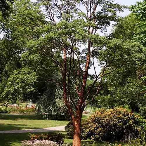 A square image of a paperbark maple tree growing in a formal garden.