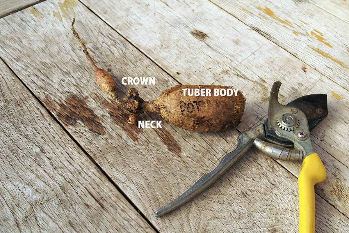A close up horizontal image of a dahlia tuber dug out of the ground and set on a wooden surface. The photo is annotated to show the different sections.
