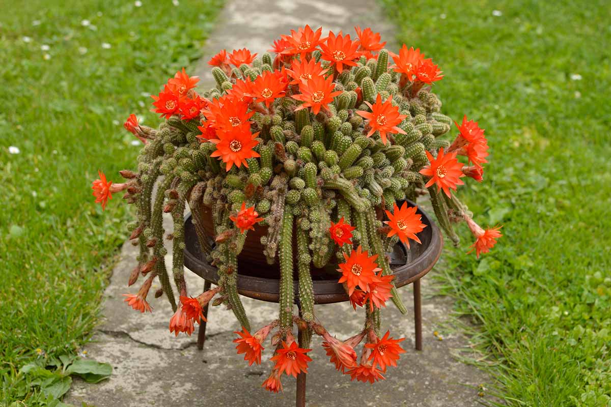A horizontal image of a large peanut cactus in full bloom growing outdoors.