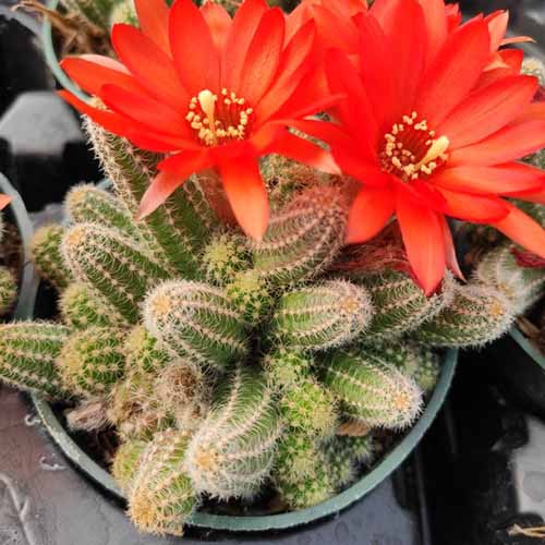 A square image of a peanut cactus in full bloom growing in a small container.