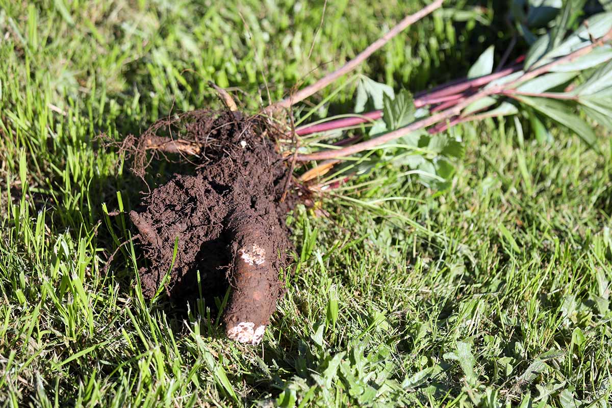 A close up horizontal image of a peony plant that has been dug out of the ground and set on a lawn.
