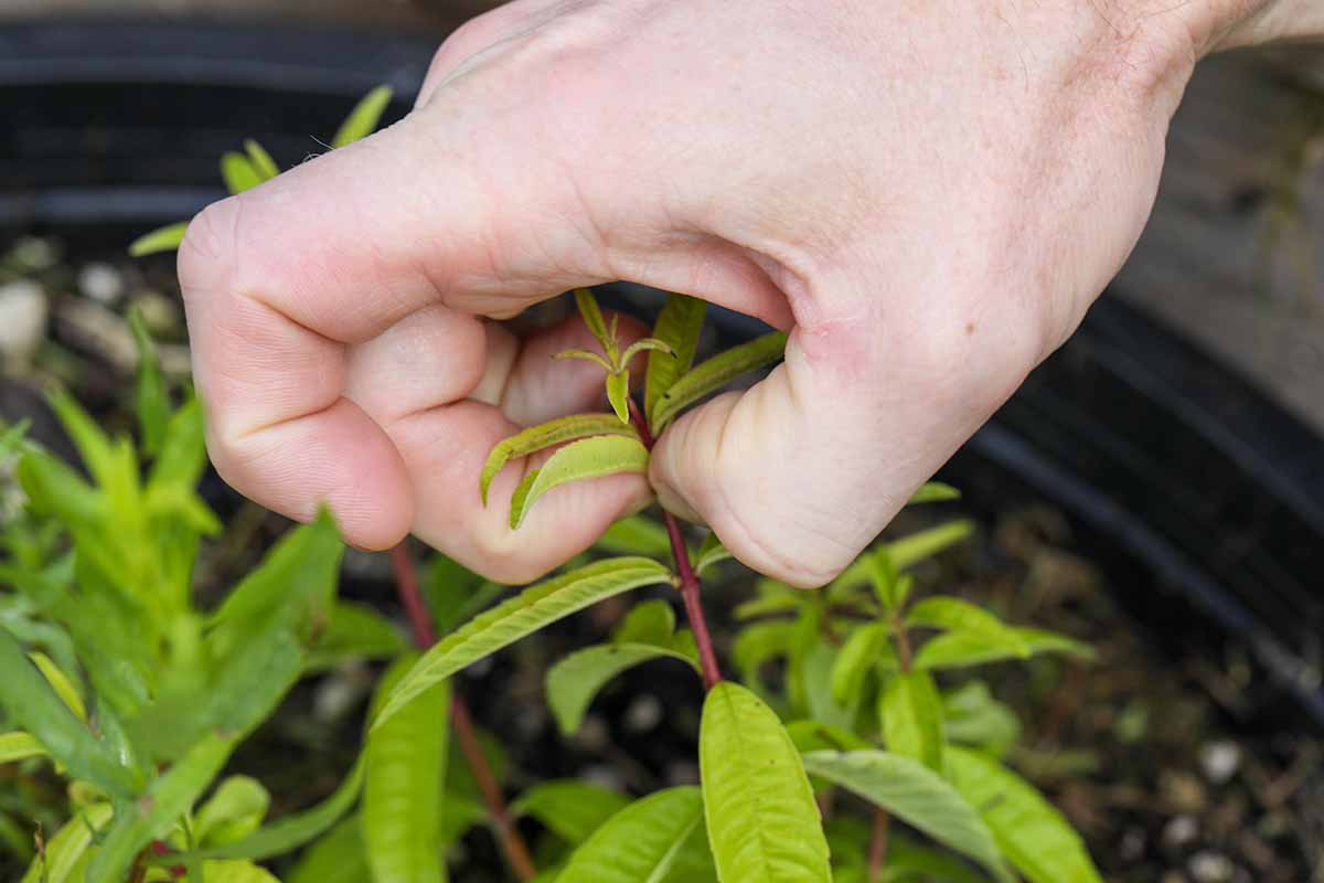 A close up horizontal image of a hand from the top of the frame pinching the tops of lemon verbena plants.