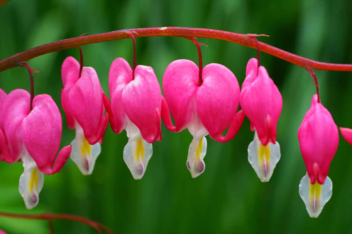 A close up horizontal image of pink and white Lamprocapnos spectabilis flowers pictured on a soft focus background.