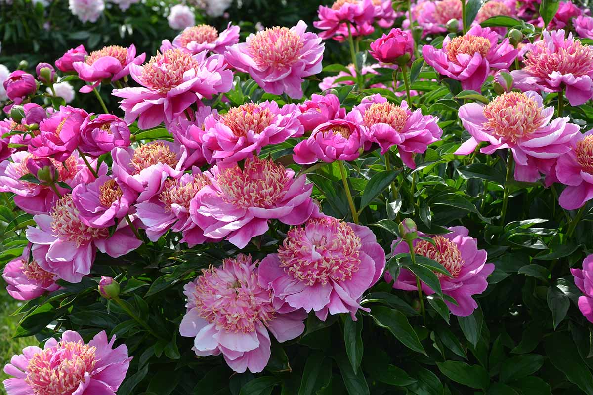 A close up horizontal image of bright pink peonies growing in the garden pictured in light sunshine.