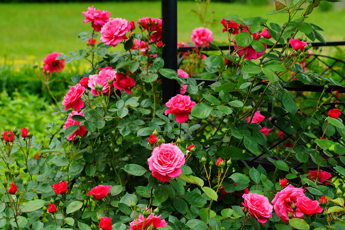 A close up horizontal image of pink roses growing in the garden supported by a metal fence.