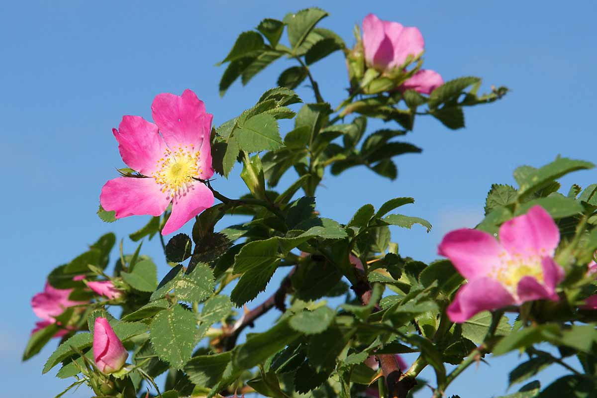 A close up horizontal image of pink dog roses pictured in bright sunshine on a blue sky background.