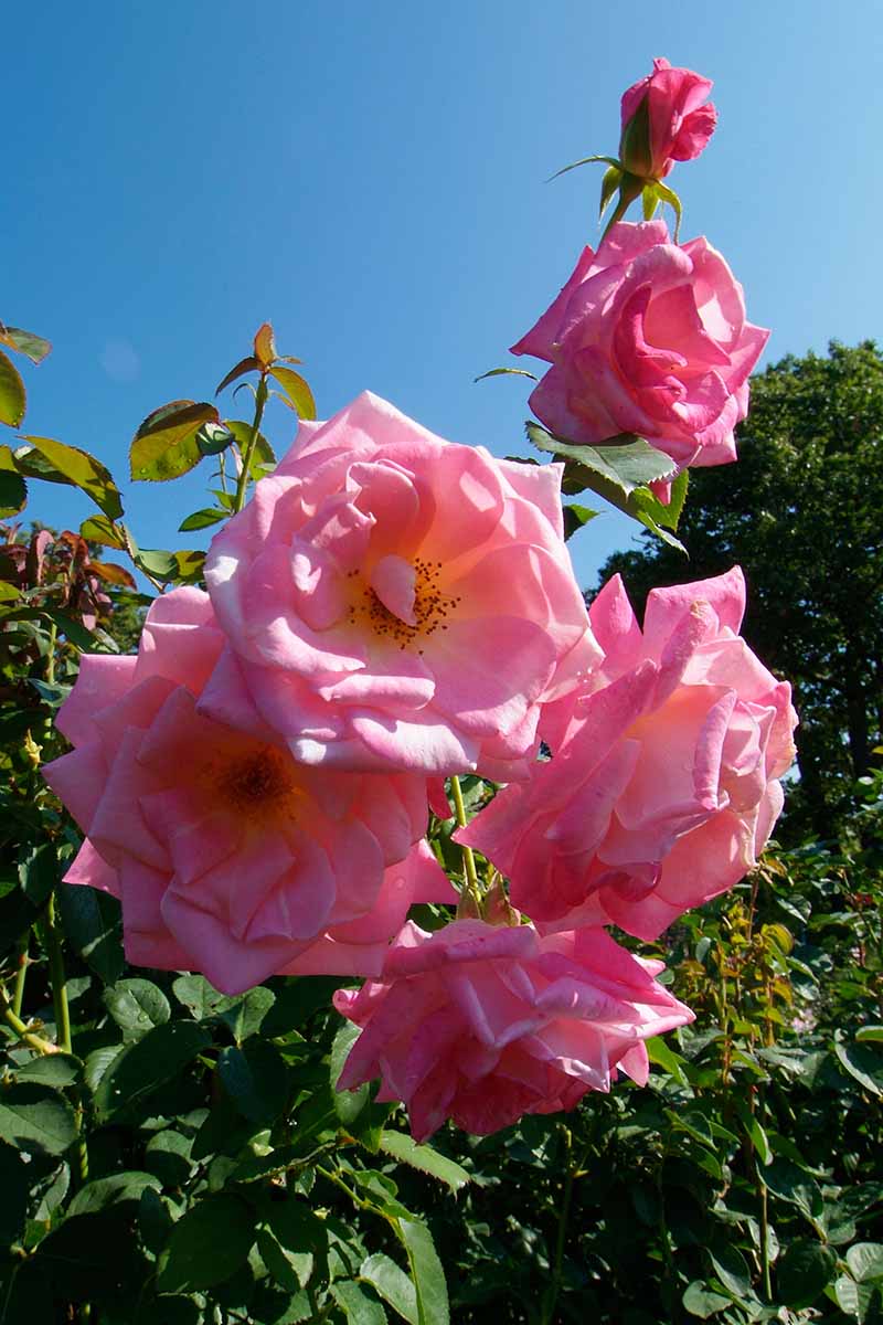 A vertical image of pink Rosa 'Smooth Pink' pictured in bright sunshine with foliage in soft focus background.
