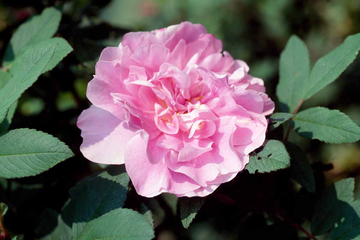 A close up horizontal image of a light pink 'Thérèse Bugnet' rose pictured in bright sunshine on a soft focus background.