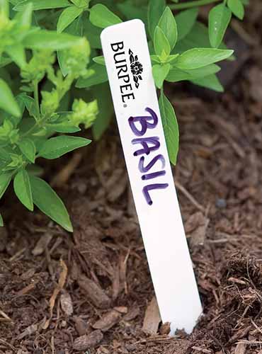 A close up of a plant label in the ground in the garden.