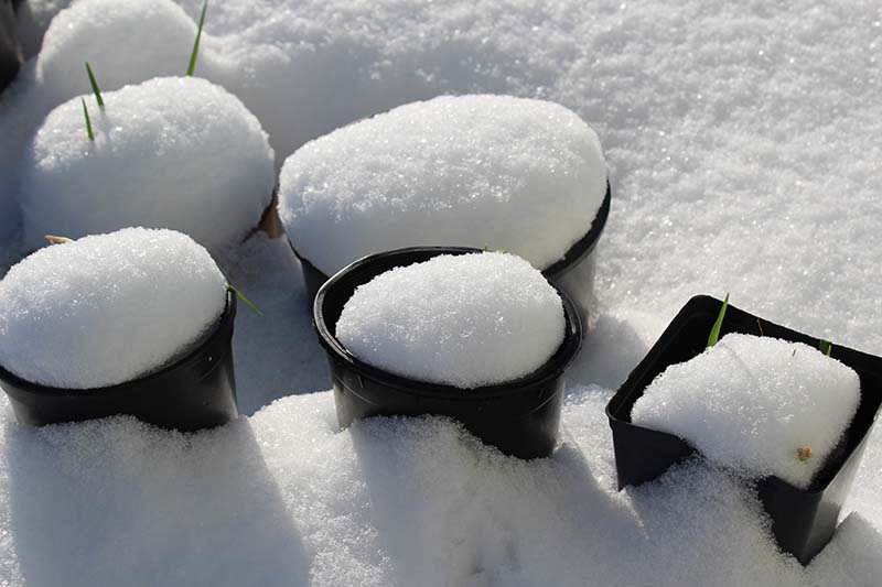A close up horizontal image of black plastic pots set out under a blanket of snow.
