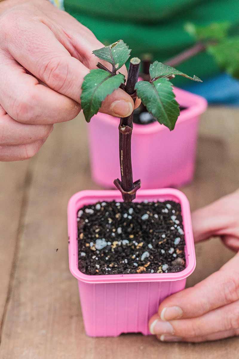 A close up vertical image of a gardener planting a dahlia cutting into a small pink pot.