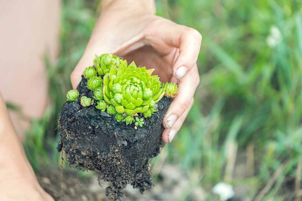 A close up horizontal image of a hand from the top of the frame holding a small succulent plants.