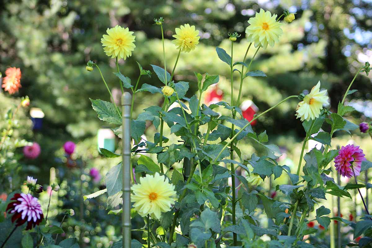 A close up horizontal image of dahlia flowers growing in the garden supported by stakes.