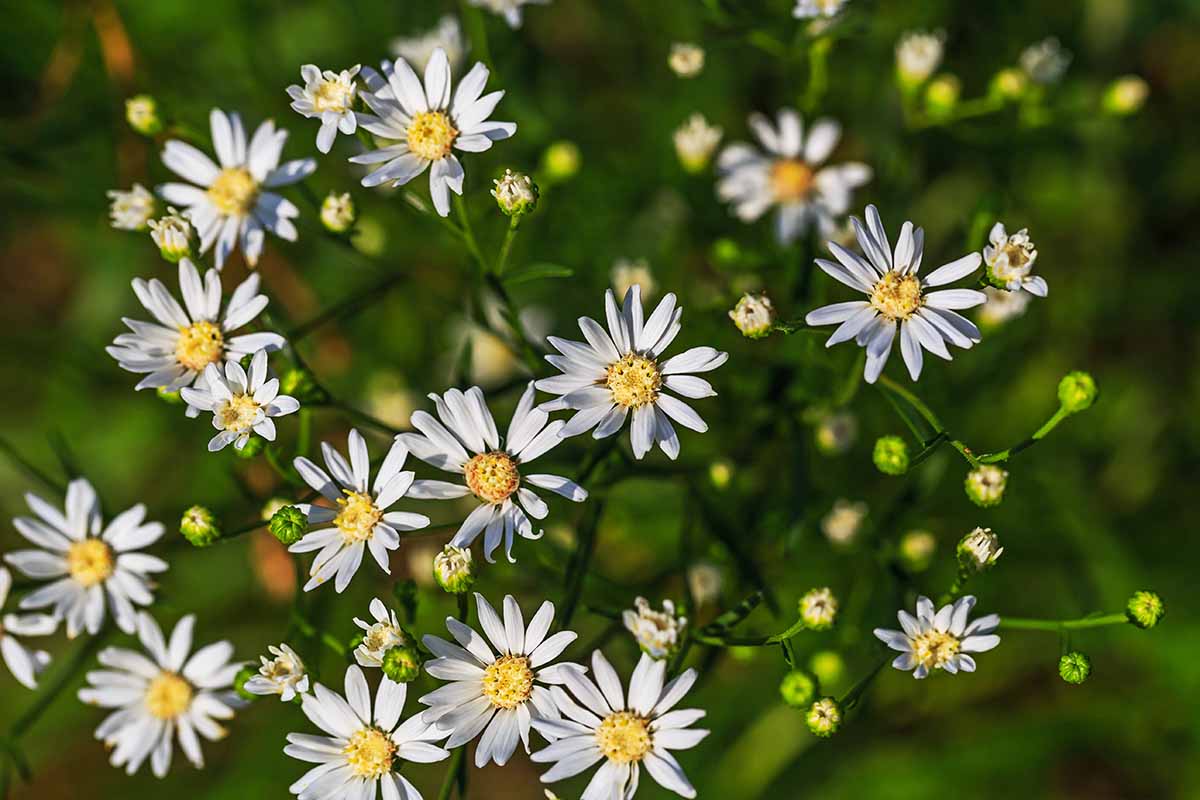 A close up horizontal image of the delicate daisy-like flowers of praire goldenrod pictured on a soft focus background.