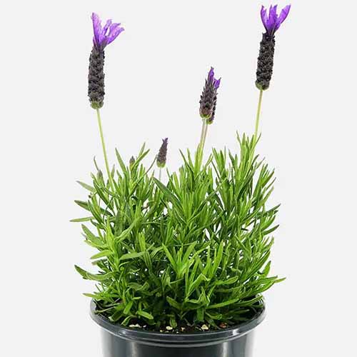A close up square image of Lavandula 'Primavera' growing in a small black pot pictured on a white background.