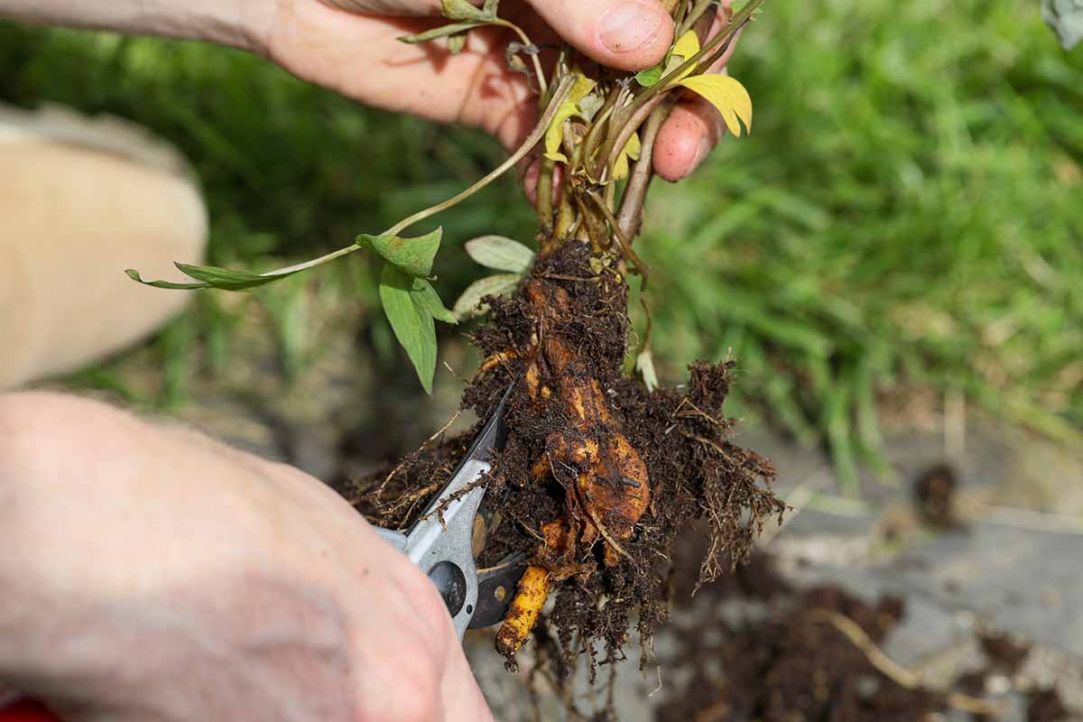 A close up horizontal image of a gardener using a pair of pruners to cut through the root ball of a plant to create divisions.