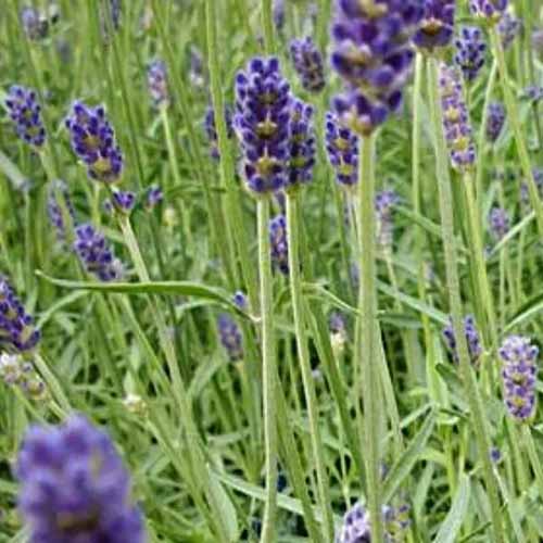 A close up square image of 'Provence' lavender growing in the garden.