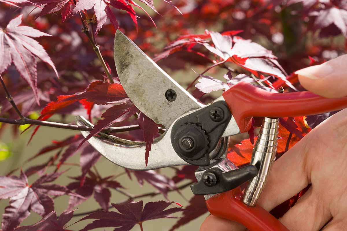 A close up horizontal image of a hand from the right of the frame using a pair of shears to prune a Japanese maple tree.