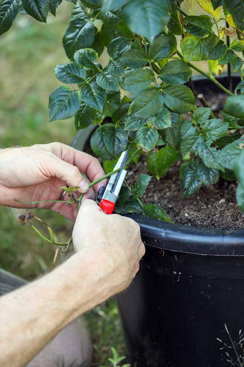 A close up vertical image of a gardener pruning a shrub growing in a container.