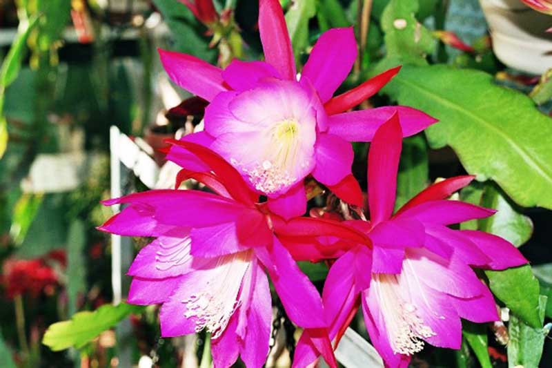 A close up horizontal image of the bright pink flowers of Epiphyllum 'Punchbowl' pictured in bright sunshine.