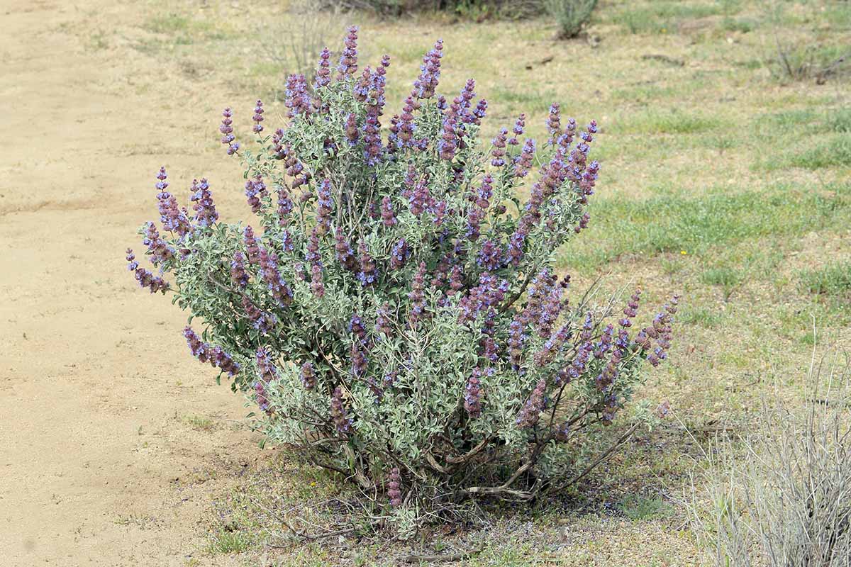 A close up horizontal image of a small purple sage shrub growing in a sandy location.