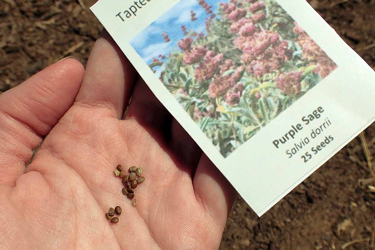 A close up horizontal image of a hand holding a seed packet and some tiny seeds.
