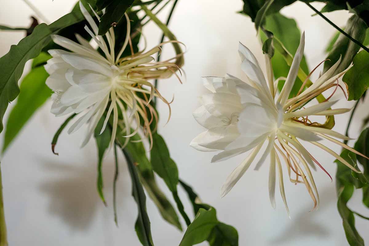 A close up horizontal image of the white flowers of Queen of the Night (Epiphyllum oxypetalum) growing indoors.