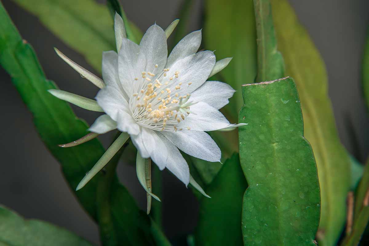 A close up horizontal image of the white flower of a queen of the night plant.