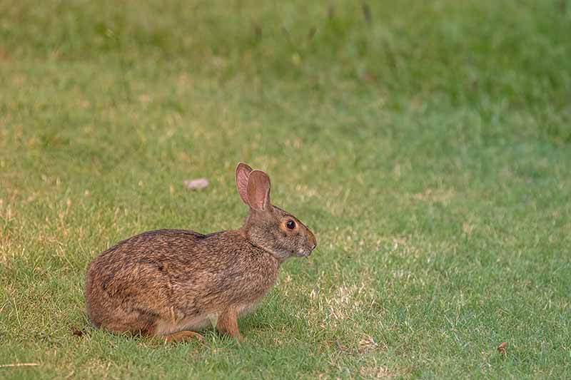 A close up horizontal image of a small cottontail rabbit on a lawn.