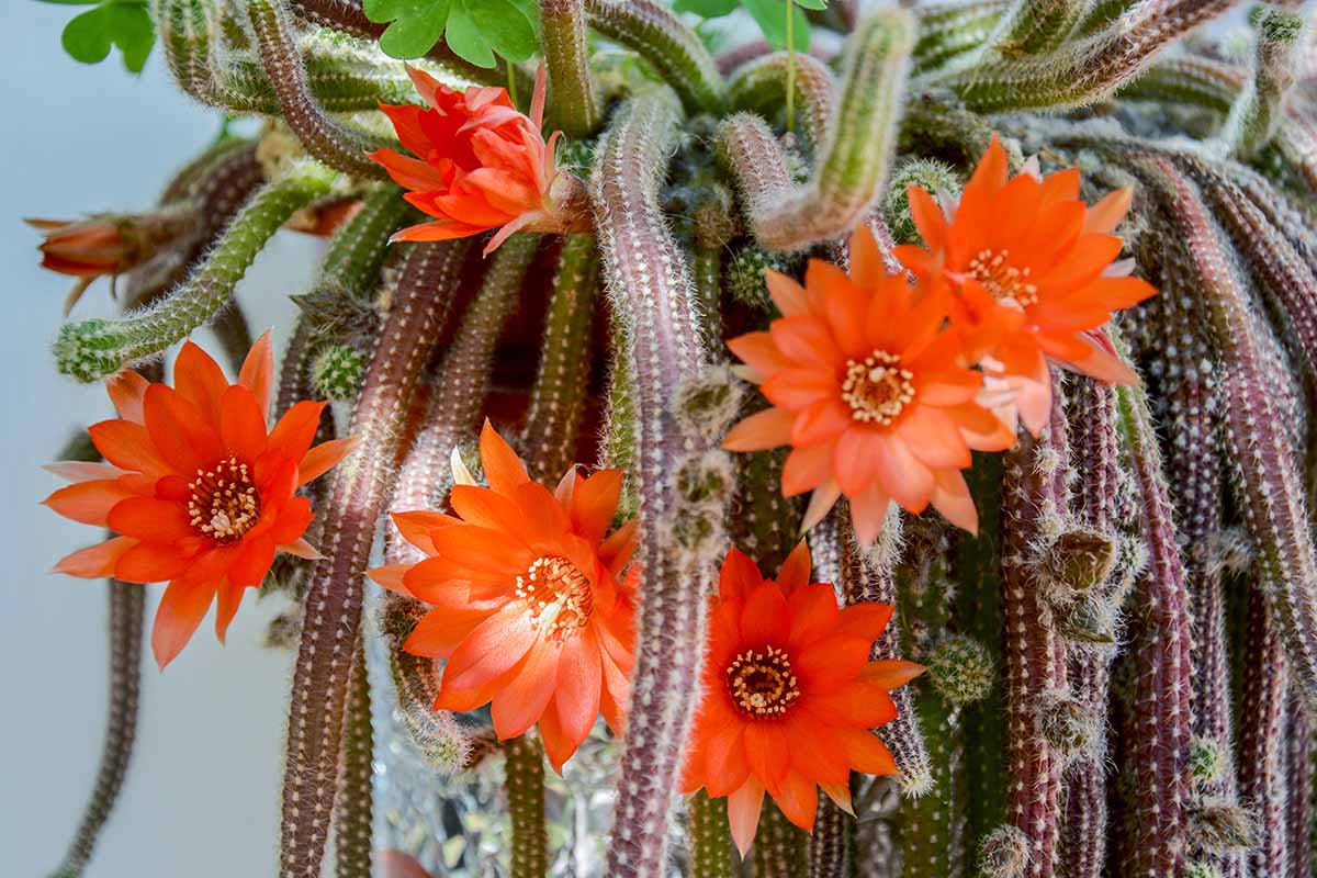A close up horizontal image of a rattail cactus in full bloom spilling over the side of a container.