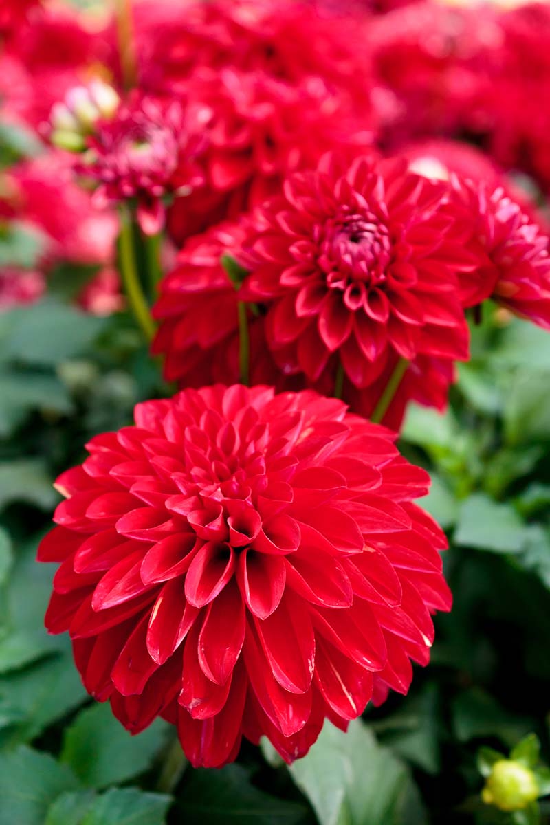 A close up vertical image of red dahlia flowers growing in the garden fading to soft focus in the background.