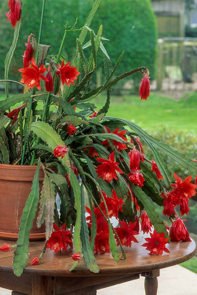 A close up vertical image of a red orchid cactus in full bloom growing in a pot set on a wooden table outdoors.