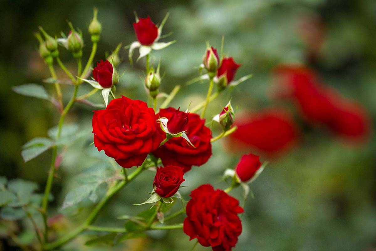 A close up of the bright red blooms of a rose bush, with green stems and unopened buds, on a green soft focus background.