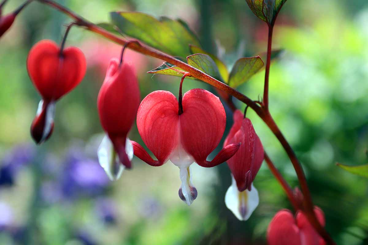 A close up horizontal image of red and white Lamprocapnos spectabilis flowers growing in the garden pictured on a soft focus background.