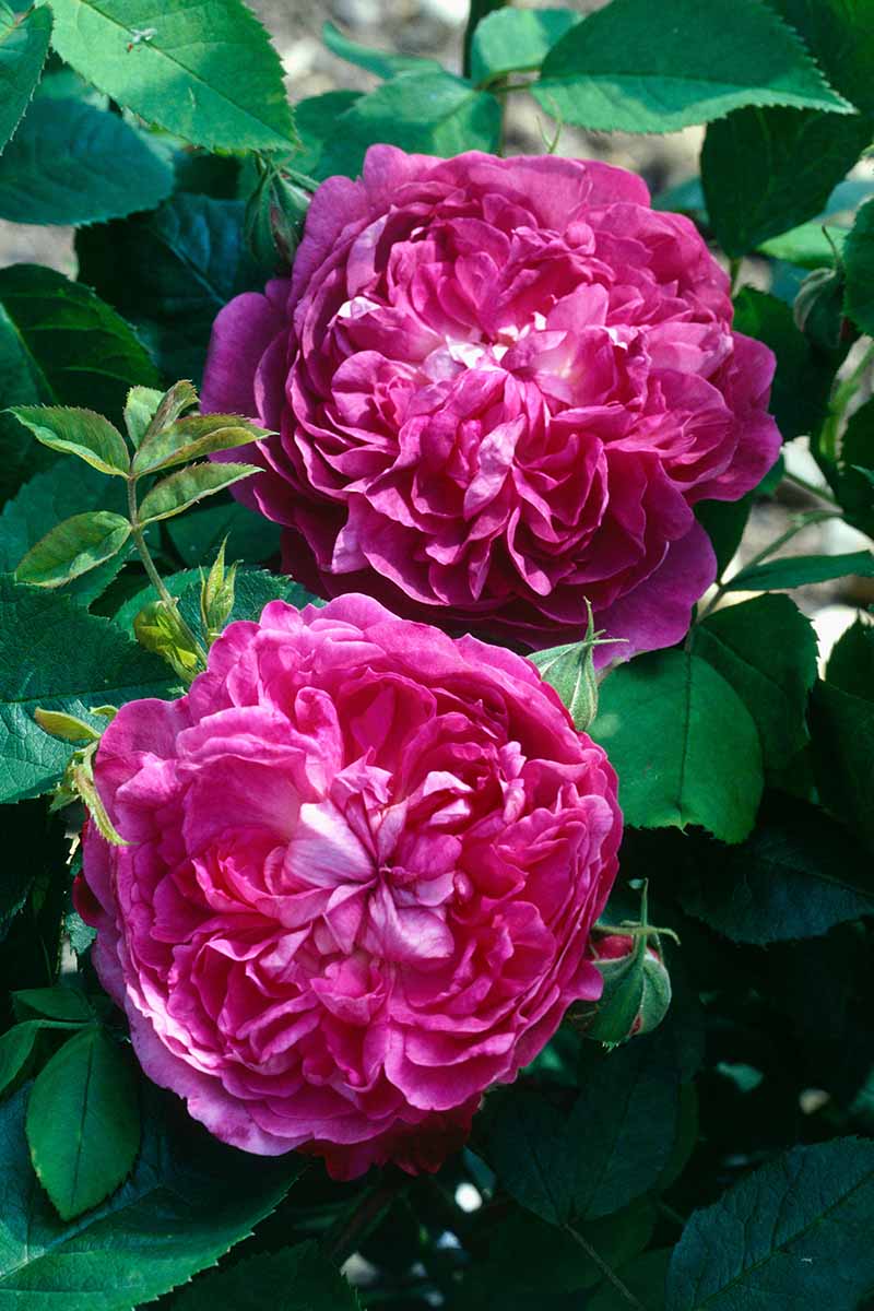 A vertical image of the double-petaled blooms of Rosa 'Reine des Violettes' pictured in light sunshine.