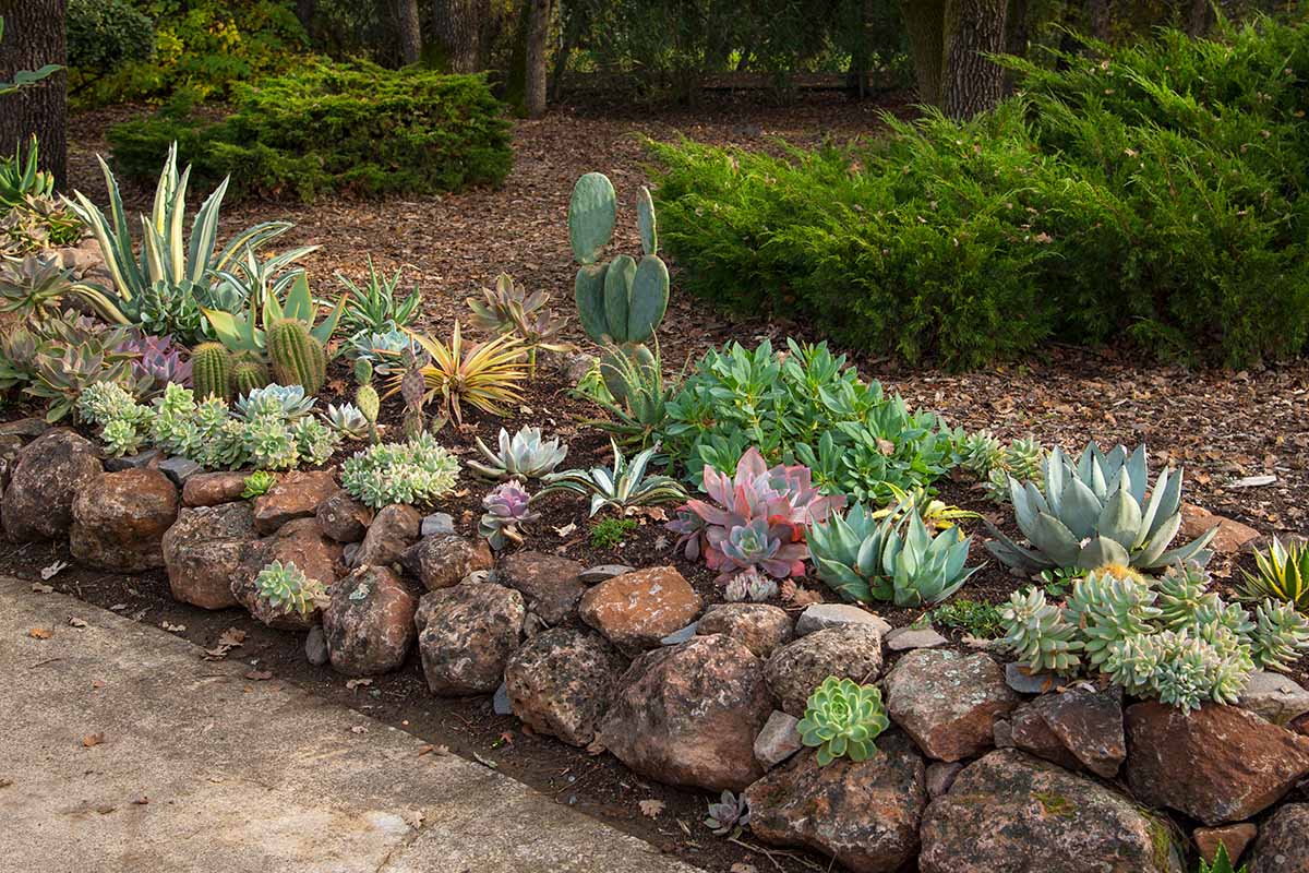 A close up horizontal image of succulents growing in a rock border in a waterwise garden.