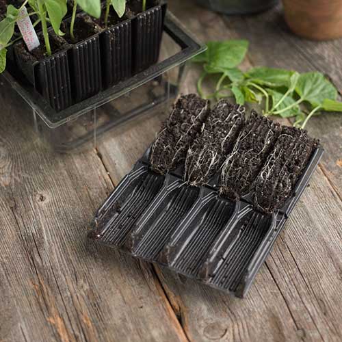 A close up of Root Trainer propagation cells set on a wooden surface.