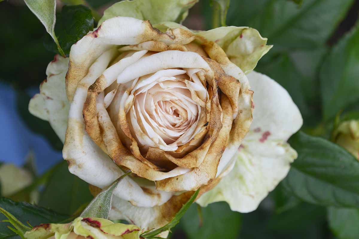 A close up horizontal image of a rose flower suffering from disease pictured on a soft focus background.