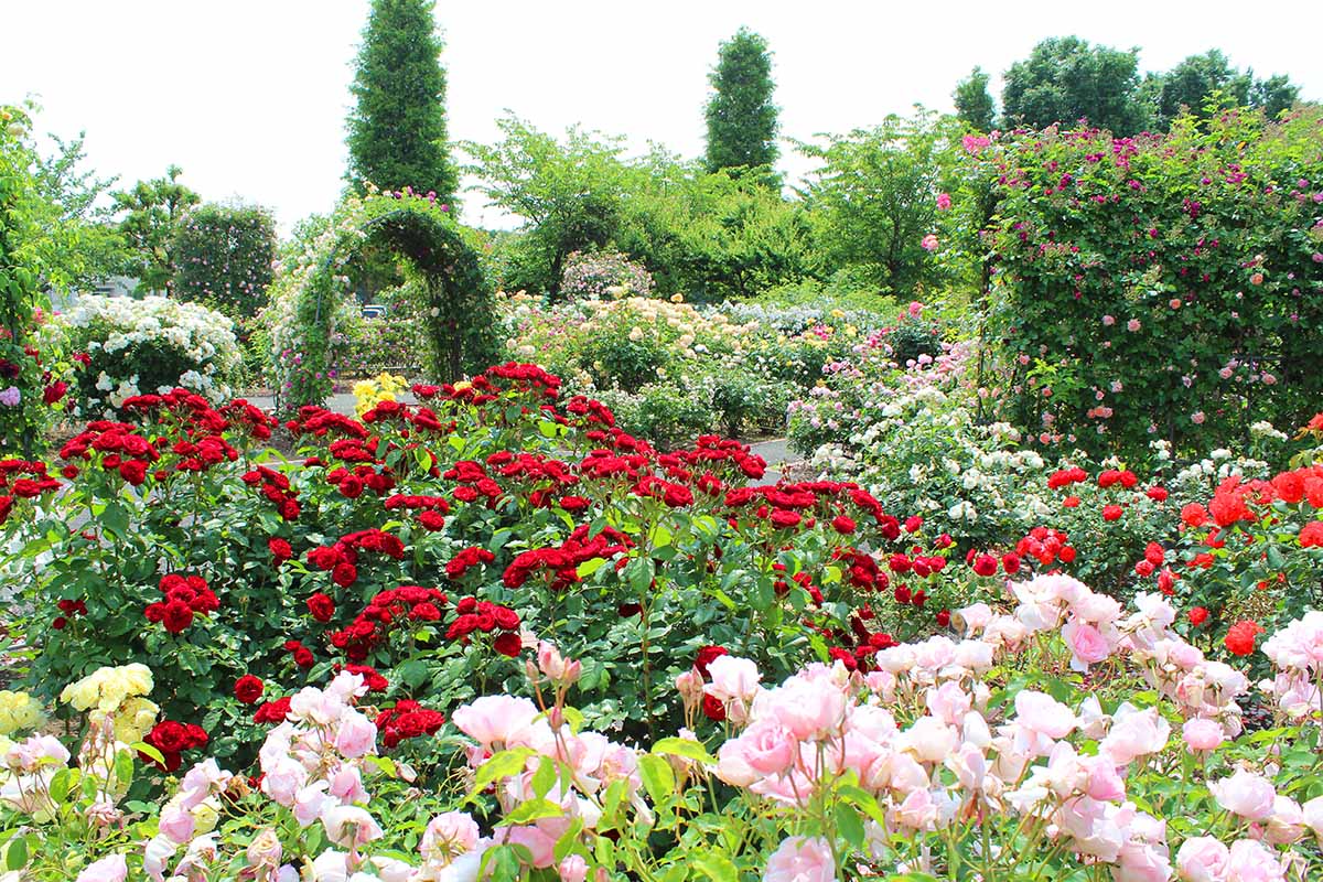 A garden scene with red and pink blooms in the foreground, and an arched pergola covered in climbing roses, with trees in soft focus in the background.