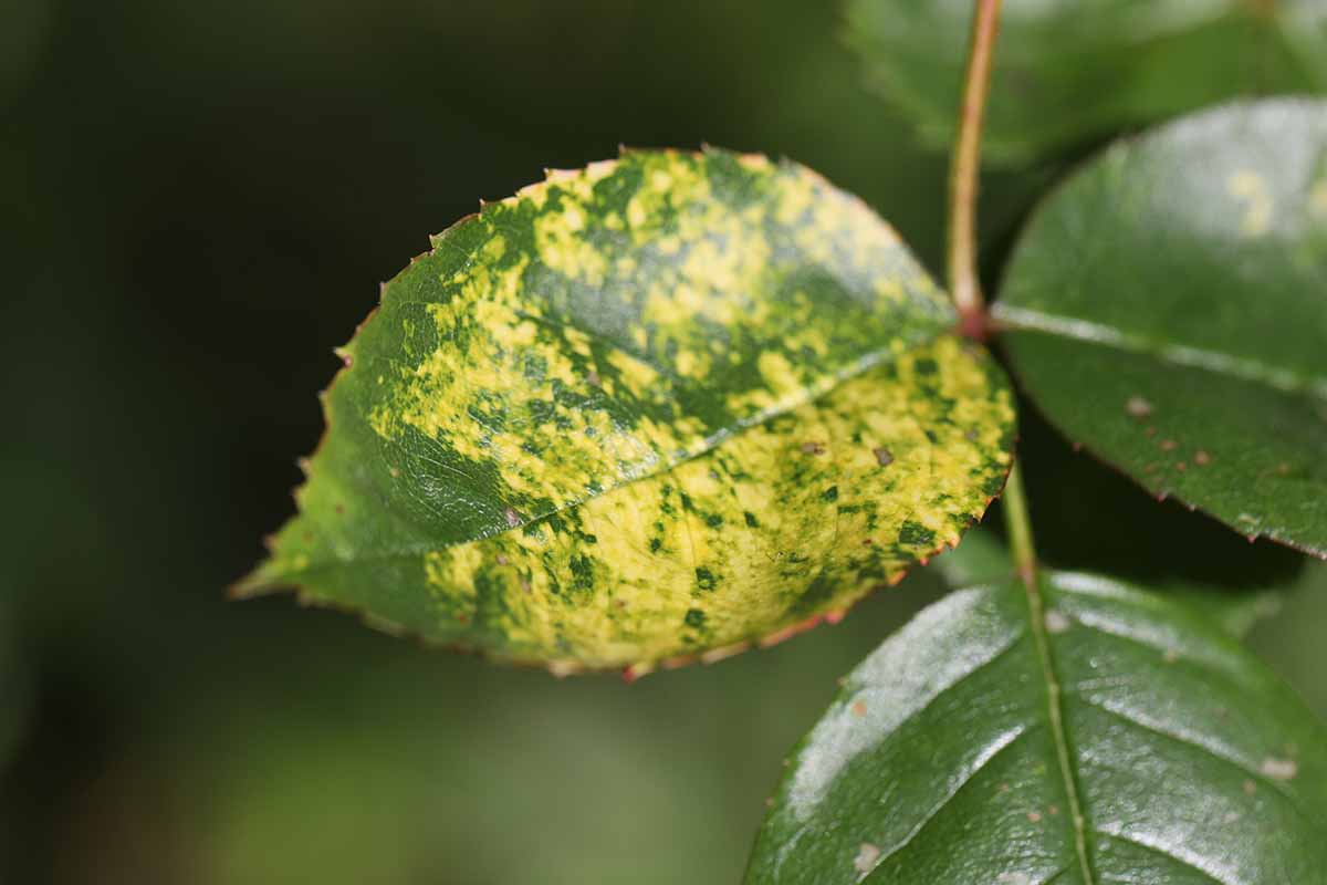 A close up horizontal image of a leaf showing discoloration owing to an infection by rose mosaic virus, pictured on a soft focus background.