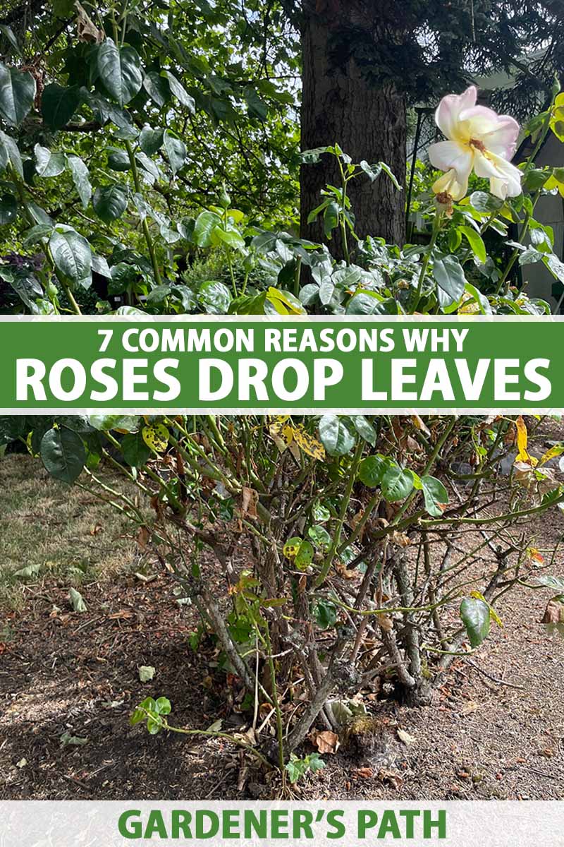 A close up vertical image of a rose shrub that has dropped many of its leaves. To the center and bottom of the frame is green and white printed text.