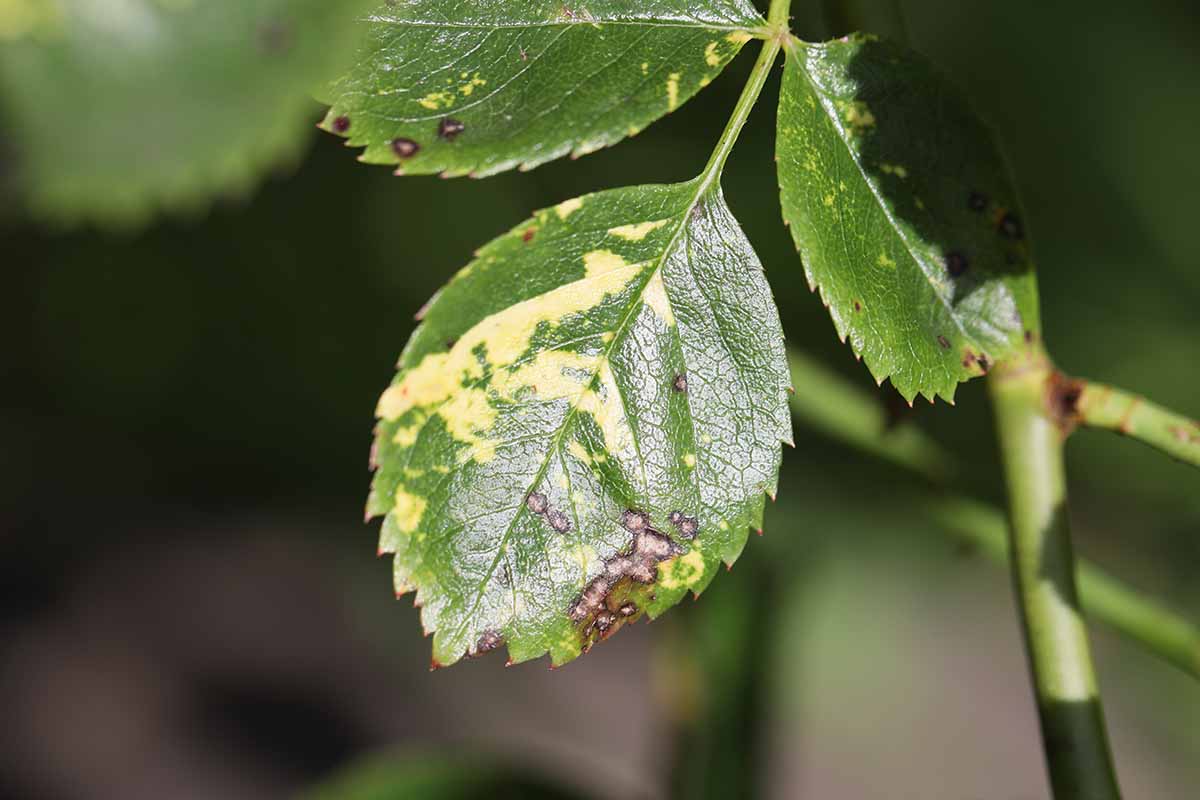A close up horizontal image of the symptoms of rose mosaic virus on the foliage of a plant, pictured in light sunshine on a soft focus background.