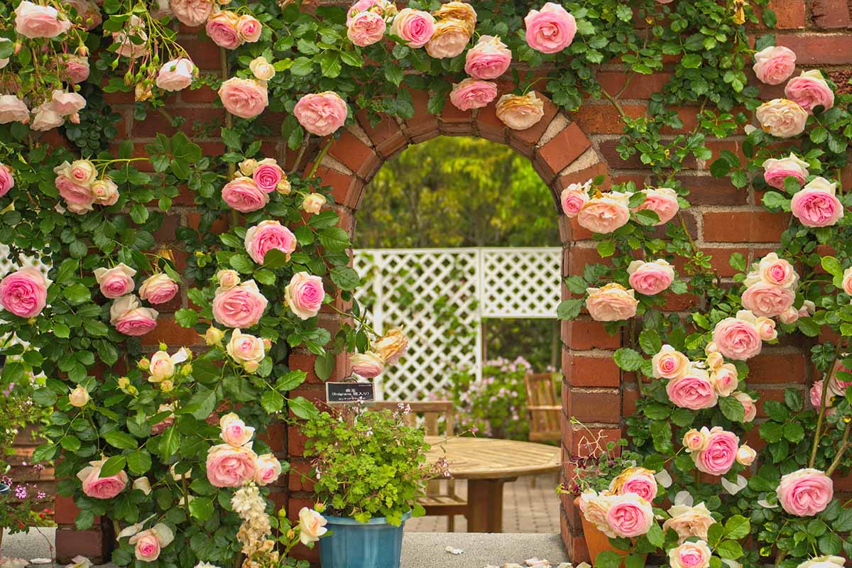 A horizontal image of a brick wall with pink climbing roses around an archway.