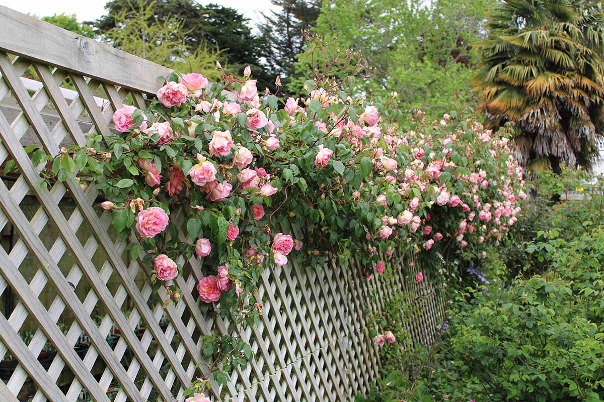 A horizontal image of pink roses climbing on a wooden terrace.