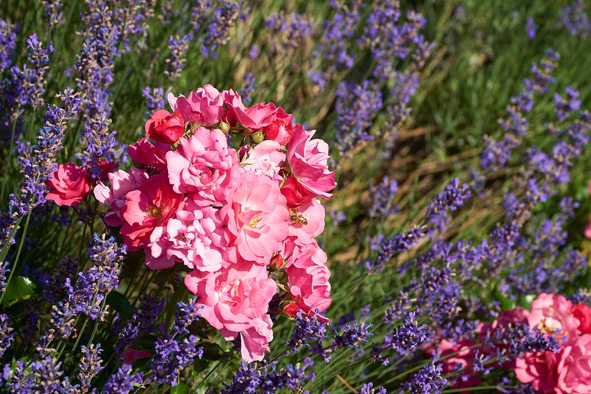 A close up horizontal image of miniature pink roses growing in the garden with lavender, pictured in bright sunshine.