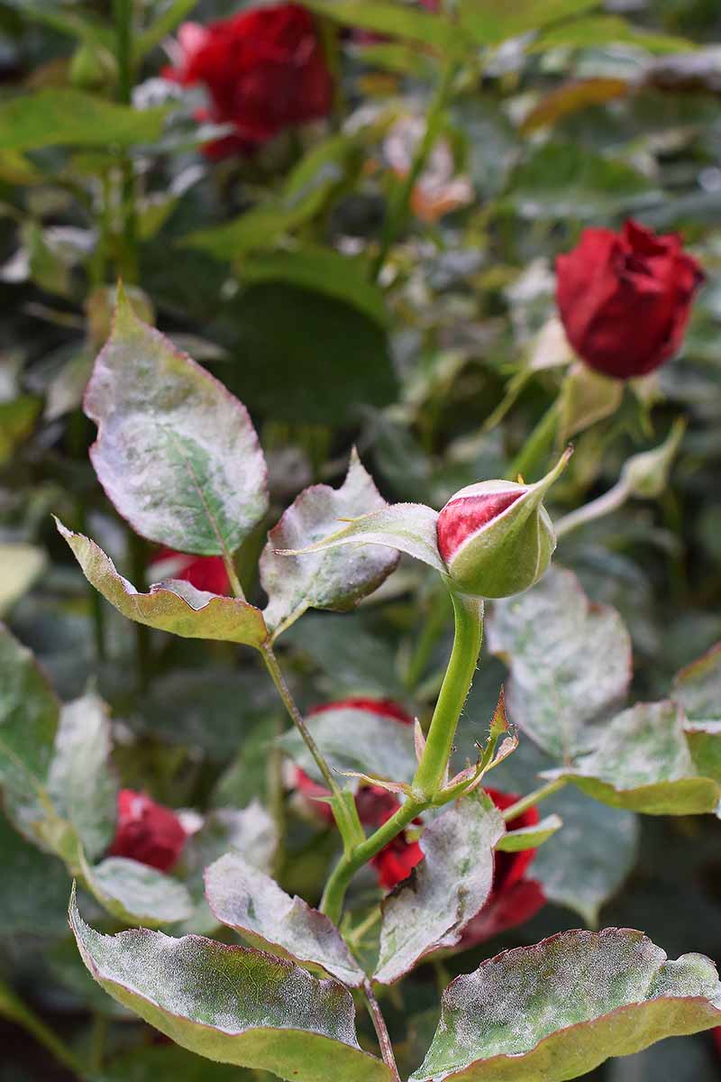 A close up vertical image of roses with powdery mildew on the stems and foliage.