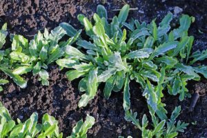 A close up horizontal image of arugula growing in the garden covered by a dusting of frost.