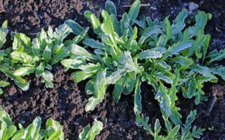 A close up horizontal image of arugula growing in the garden covered by a dusting of frost.