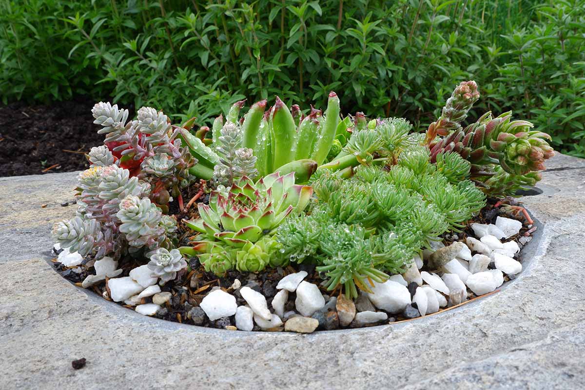 A horizontal image of a round succulent garden surrounded by concrete.