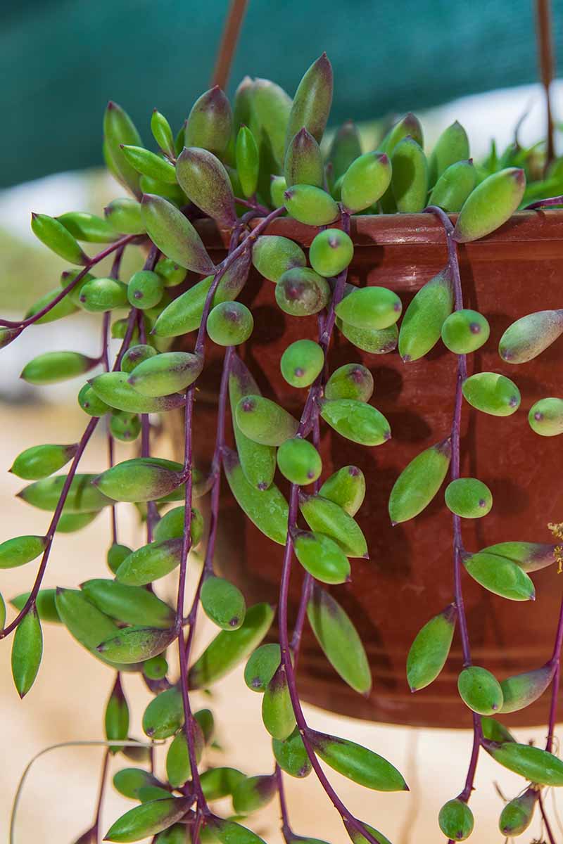 A vertical image of a ruby necklace succulent plant trailing over the side of a hanging pot.